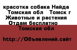 красотка собака Найда  - Томская обл., Томск г. Животные и растения » Отдам бесплатно   . Томская обл.